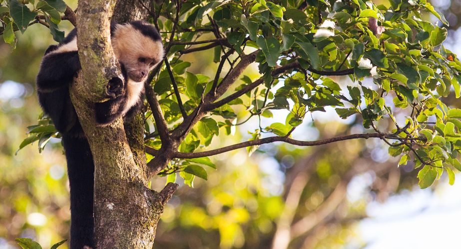 Apen spotten Costa Rica